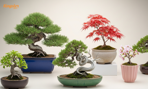 bonsai trees