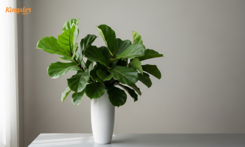 fiddle leaf figs