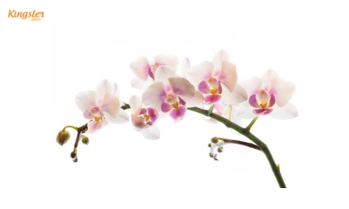orchids