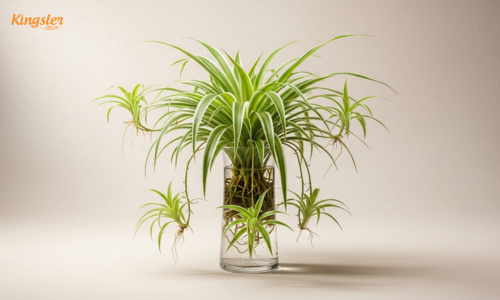 Spider Plants