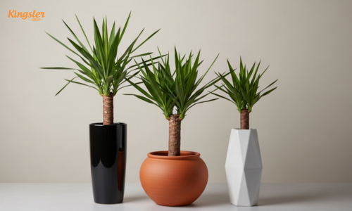 yucca plants